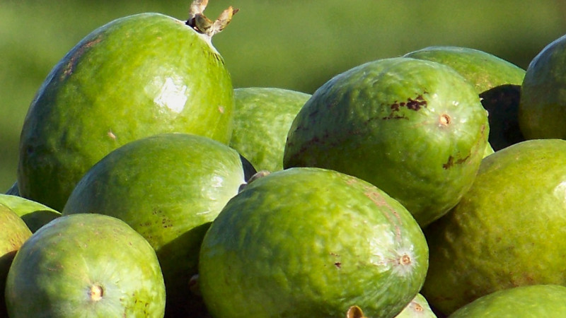 Feijoa bowl and trees croppped