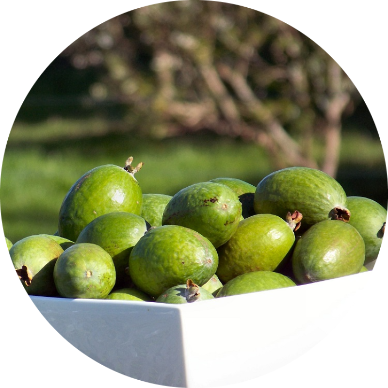 Feijoa bowl and trees modified